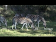 Zebra 1 928